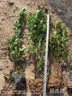 高度60厘米大叶黄杨