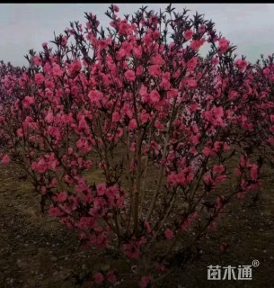 高度150厘米红叶碧桃球