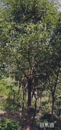 12公分香樟