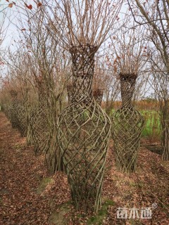 2100厘米紫薇花瓶