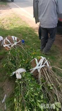 冠幅100厘米金森女贞球