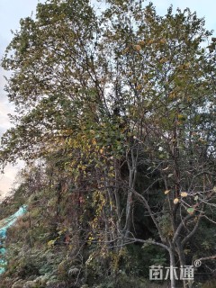 移栽苗丛生朴树