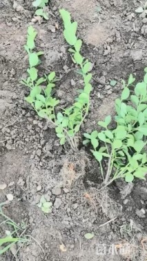 高度40厘米卫矛