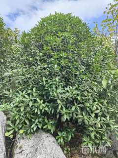 高度300厘米丛生桂花