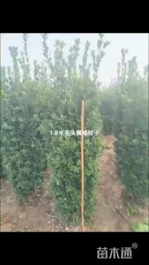 冠幅100厘米大叶黄杨球