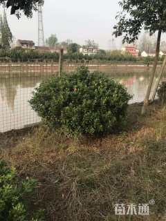 冠幅150厘米海桐球