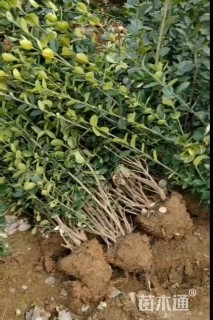 高度110厘米北海道黄杨