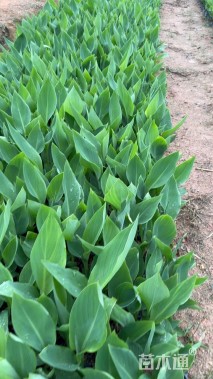 高度30厘米黄花美人蕉