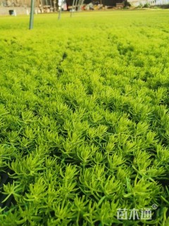 高度15厘米金叶佛甲草