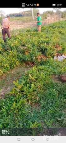 地栽苗阔叶箬竹