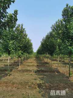 9公分美国红枫-红冠