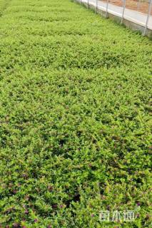 高度25厘米满天星