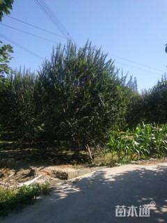 高度5厘米丛生紫薇