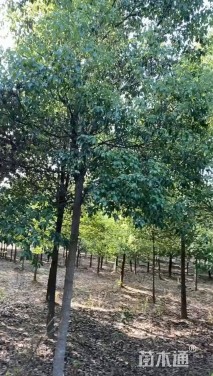 18公分香樟