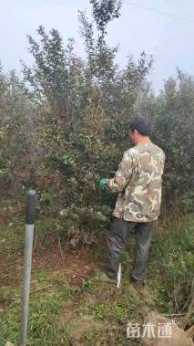 3公分红火箭紫薇