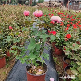 高度50厘米大花月季