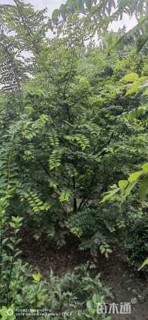 8公分(5杆)丛生朴树