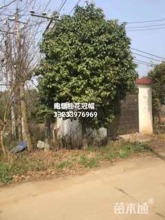 15公分四季桂