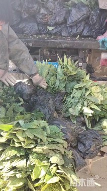 高度25厘米洒金珊瑚小苗