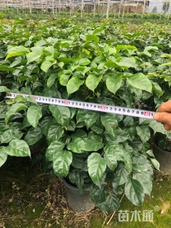 2公分海南菜豆树