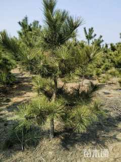 高度250厘米黑松