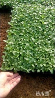 高度8厘米非洲凤仙