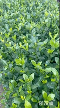 高度40厘米大叶栀子小苗
