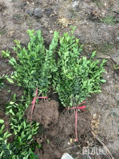 高度50厘米大叶黄杨