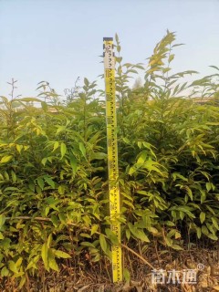 0.9公分红椎
