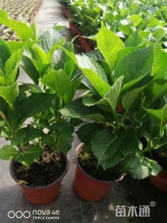 高度20厘米绣球