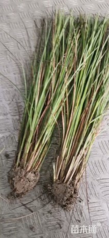 高度50厘米细叶芒