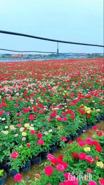 高度25厘米月季