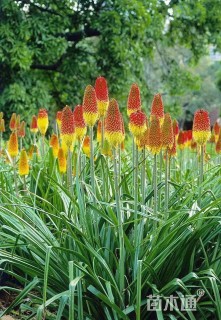 精品火炬花