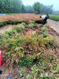 高度40厘米南天竹