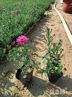 高度15厘米荷兰菊