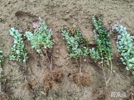 高度45厘米紫叶小檗