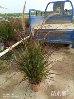 高度50厘米紫叶狼尾草