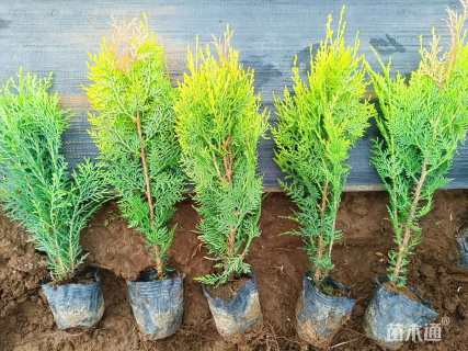 高度30厘米洒金柏