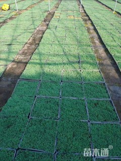 高度7厘米中华景天