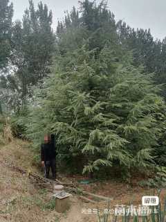 高度1500厘米雪松