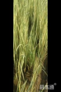 高度20厘米花叶芦苇