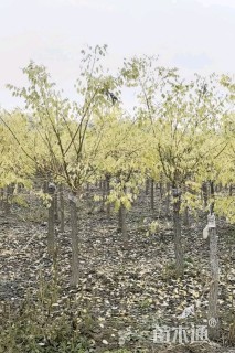 5公分金枝槐
