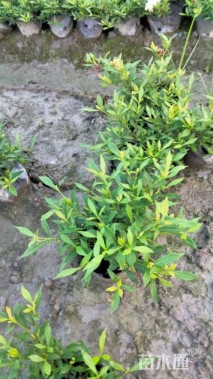 高度25厘米海栀子