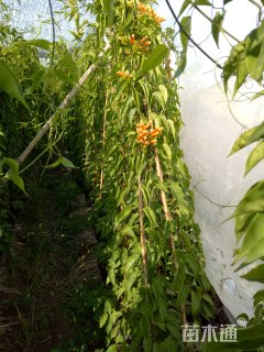 主蔓长2000厘米炮仗花