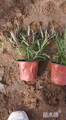 高度20厘米千鸟花