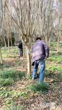 7公分紫薇