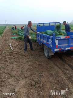 高度15厘米细叶麦冬草