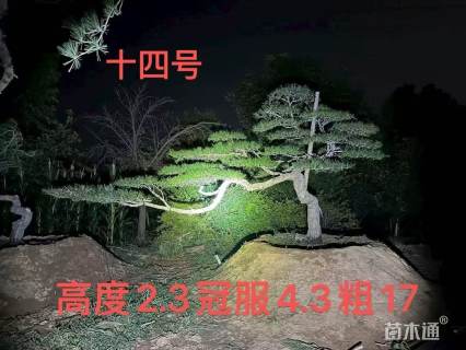 17公分造型黑松