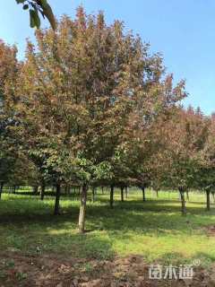 15公分绚丽海棠