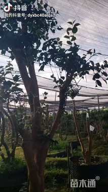 高度200厘米茶花